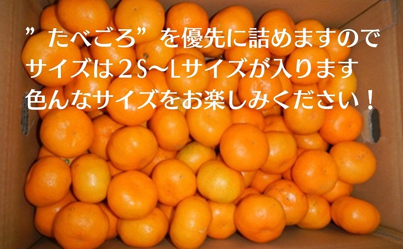 2026年秋よりお届け みかん農園直送 高糖度温州みかん（由良早生）約5kg