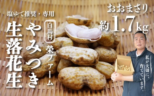 【白馬産】やみつき落花生　おおまさり約1.7kg 　/長野県白馬村　殻付き らっかせい 落花生 生落花 掘り取り 手もぎ 新鮮 おやつ おつまみ お料理 ゆで落花生 ピーナッツ【D1010750】