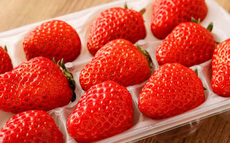 寒蜜いちご 紅ほっぺ 大粒 4パック（約300g×4パック）【2025年12月下旬-2026年1月下旬発送予定】 【配送不可：北海道・沖縄・離島】 ｜いちご 苺 紅ほっぺ 果物 くだもの フルーツ 菊