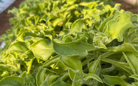 アイスプラント 960g 80g×12p アイスプラント