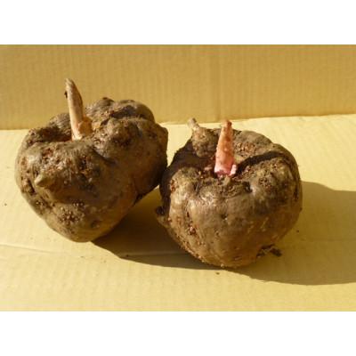 ふるさと納税 飯田市 こんにゃく8種類セット |  | 02
