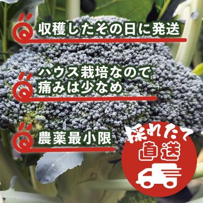 ふるさと納税 大館市 採りたて新鮮!ブロッコリー 約2800g |  | 03