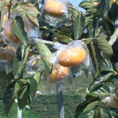 ふるさと納税 すさみ町 【希少】紀の川柿(たねなし)約1.8kg〜2kg 秀品【すさみ町】 |  | 02