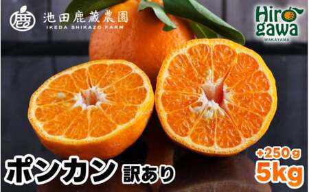  家庭用 ポンカン 5kg+250g（痛み補償分） 光センサー 食頃出荷 / 訳あり 有田 みかん 柑橘 蜜柑 くだもの 果物 果実 フルーツ 和歌山 ※1月中旬～2月下旬頃に順次発送予定 ※北海道・沖縄・離島への配送不可 【ikd008-c-5B】
