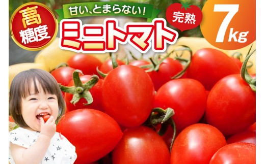 トマト 〜高糖度 しあわせのトマト〜 ミニトマト アイコ 7kg [会宝産業 石川県 宝達志水町 38601345] 野菜 とまと やさい tomato あいこ フルーツトマト みにとまと 甘い 高糖度 完熟 リコピン 産地直送
