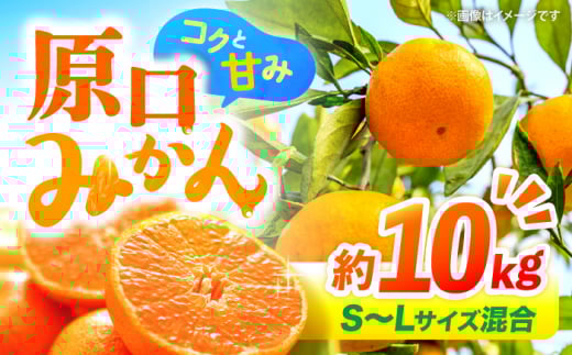 みかん 【12月より発送開始】 原口みかん 約10kg （S～Lサイズ混合） 長崎 西海 みかん ミカン 原口みかん 5kg 10kg みかん ＜横坂農園＞ [CFW003]