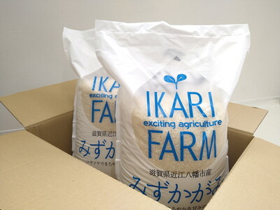 【新米】【7年産】 みずかがみ 白米 10kg ( 5kg × 2袋 )  冷めても美味しい あっさりとした味わい 【C015U2】近江米 みずかがみ