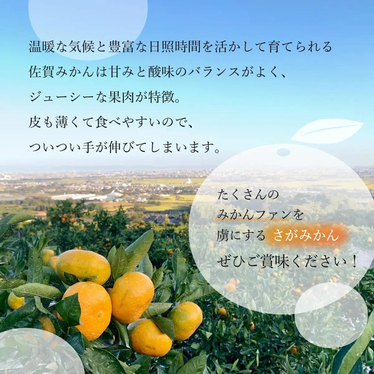 【期間限定】さがみかん (5代目みかん) 9.5kg【温州みかん 甘い 濃厚 ジューシー コク 完熟 熟成みかん 蔵出し 蔵入り 柑橘 密柑 ギフト 果物 フルーツ 佐賀県産 佐賀県 大和 太良 石橋