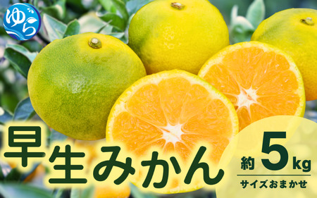 由良 早生 みかん (サイズおまかせ) 5kg ※2026年11月上旬～12月上旬に順次発送予定※北海道・沖縄・離島配送不可 / 温州みかん 甘い 柑橘 果物 和歌山【eiw001】
