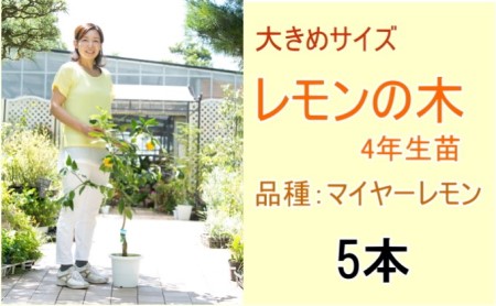 鉢植え レモンの木 大きめサイズ 4年生 苗 5本 鉢植え