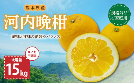 【規格外品】河内晩柑 ご家庭用 15kg  サイズ不選別【2025年3月下旬～6月下旬発送予定】 晩柑 柑橘 晩柑 くだもの 果物 フルーツ