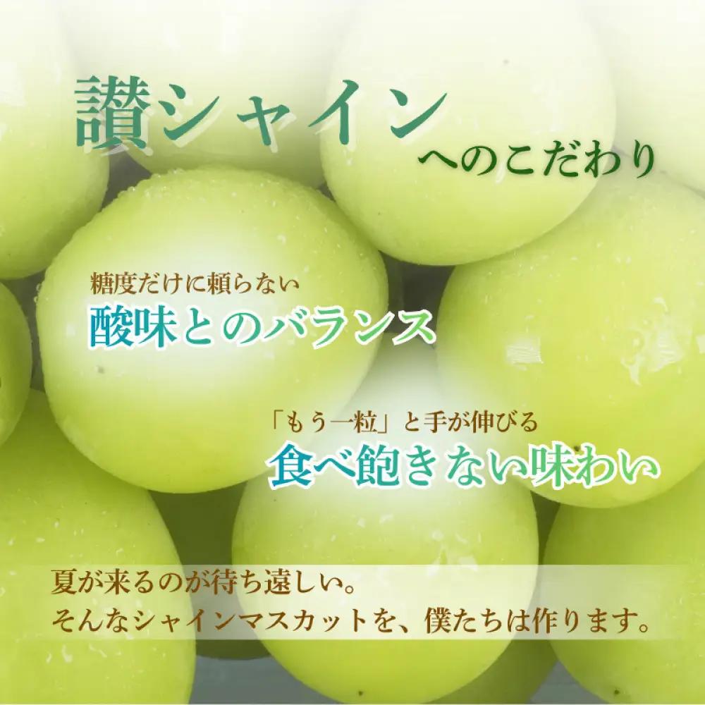 香川産 シャインマスカット「讃シャイン」２房（1kg以上）