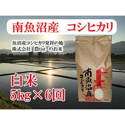 ふるさと納税 南魚沼市 【毎月定期便】南魚沼産 コシヒカリ 白米5kg 全6回