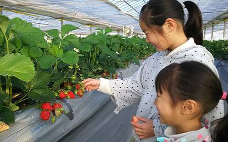 群馬県産いちごセット＜やよいひめ2パック＞【2026年1月4日～3月31日発送】(各220g以上×2パック) いちご やよいひめ 群馬県産 オリジナル品種 苺 イチゴ セット 詰合せ 果物 フルーツ 