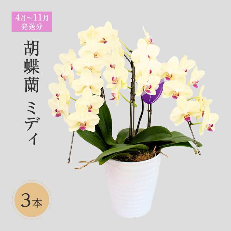 【ふるさと納税】【4月～11月発送分】胡蝶蘭ミディ　3本 花 　お届け：4月1日～11月30日