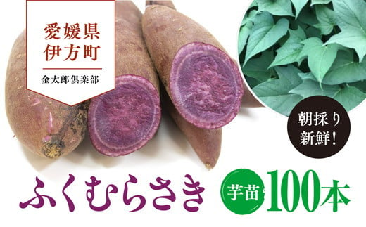 【先行受付】朝採り新鮮！金太郎倶楽部のふくむらさき　芋苗（100本）｜さつまいも サツマイモ 家庭菜園　※離島への配送不可　※2024年5月上旬～7月下旬頃に順次発送予定