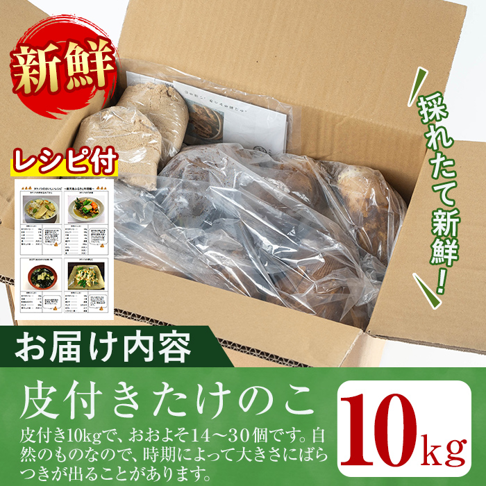 i365 ≪数量限定！先行予約受付中！2026年4月上旬～4月中旬の間に発送予定≫鹿児島県出水市産！タケノコ＜皮付き10kg＞ たけのこ 筍 タケノコ 国産 皮付き 野菜 旬 新鮮 採りたて 煮物 味