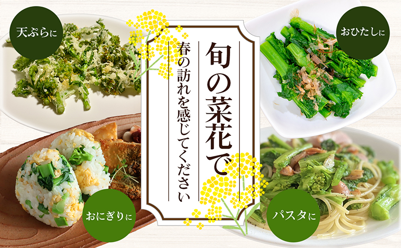 冬から春が旬の「菜花(菜の花)」1.2kg