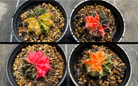 ギムノカリキウム ミハノビッチ 2株 Gymnocalycium mihanovichii 長与町/アグリューム[EAI277]