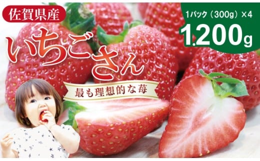 【先行予約令和8年2月配送開始】いちごさん 4箱セット（合計1,200g） ふるかわ農園 苺 甘い 酸っぱい いちご いちごさん イチゴ 2パック 苺 人気 佐賀 佐賀県 小城市