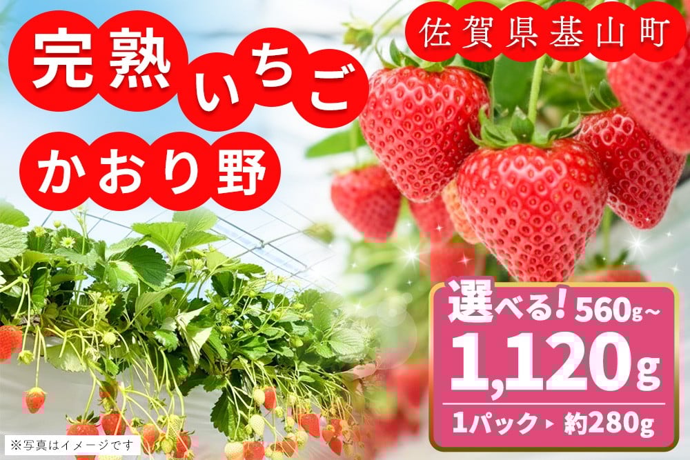 
            【先行受付 2026年1月より発送】【農場直送】内容量が選べる かおり野【約280g 2パック or 4パック ふるさと納税 基山町産 いちご イチゴ 朝採れ 完熟果】K100P002
          
