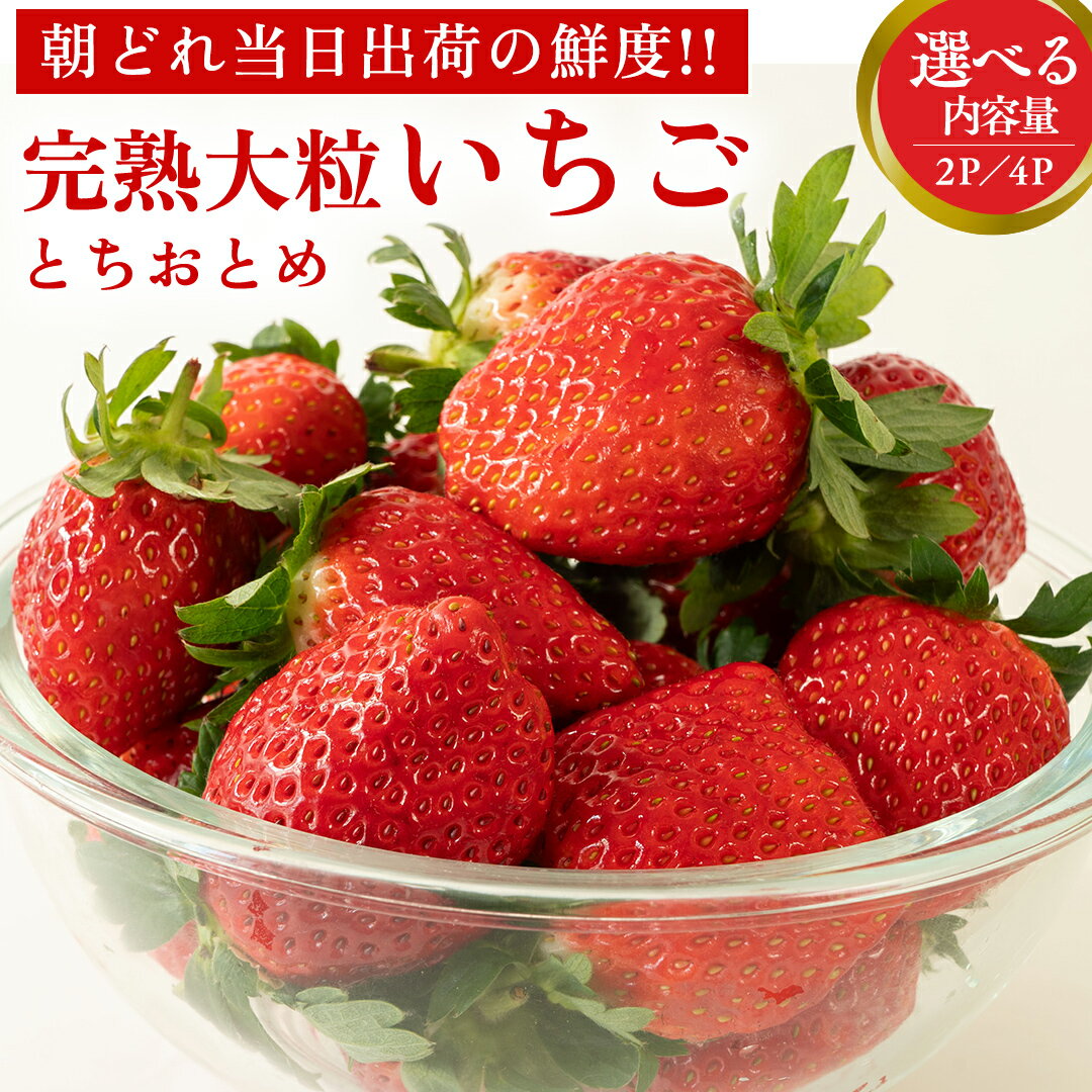 【ふるさと納税】完熟 とちおとめ ( 選べる 内容量 ) 2パック 4パック 先行予約 大粒 イチゴ 苺 いちご フルーツ 果物