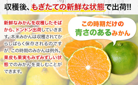 みかん 訳あり くまもと小玉みかん 5kg (2.5kg×2箱) 秋 旬 ちょっと訳あり 不揃い 傷 ご家庭用 SDGs 小玉 たっぷり 熊本県 産 S-3Sサイズ フルーツ 旬 柑橘 長洲町 温州み