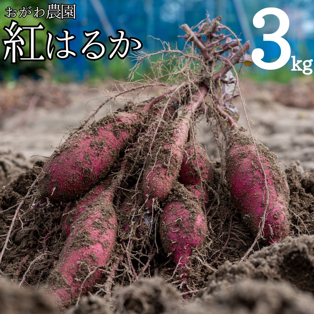 【ふるさと納税】おがわ農園 紅はるか3kg