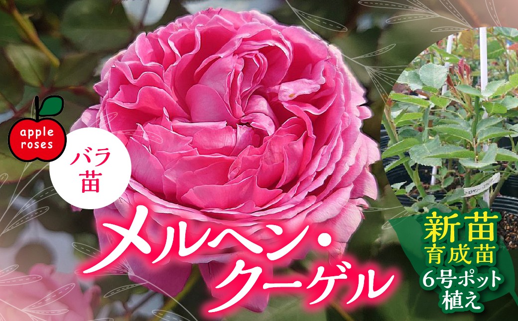 
                  【Apple Roses】バラ苗『メルヘン・クーゲル』新苗育成苗6号ポット植え 【 ふるさと納税 埼玉県 飯能市 送料無料 薔薇 ばら 花 苗木 ガーデニング ガーデン 園芸 プレゼント ギフト 贈り物 記念日 母の日 誕生日 】 HNNH033
                