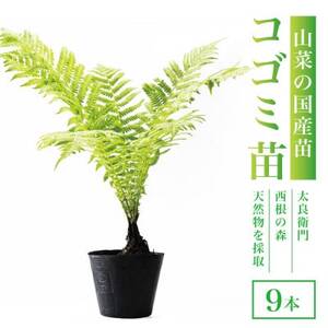 天然採取【西根の森】コゴミの苗 9本セット(ポット苗)国産山菜苗【1697540】