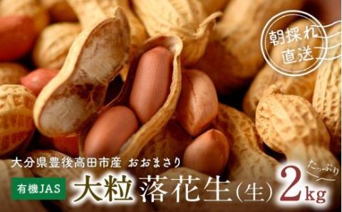 大粒(生)落花生(2kg)/おおまさり