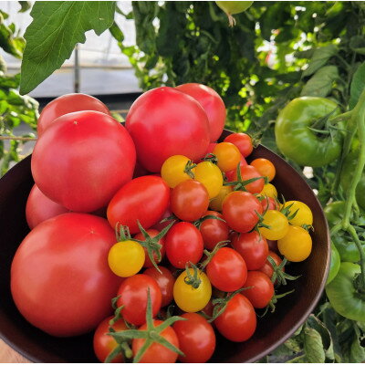 【ふるさと納税】大玉トマト2kg&多品種ミニトマト1kg食べ比べセット【配送不可地域：離島】【1669254】