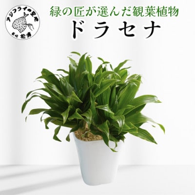 緑の匠が選んだ観葉植物　素敵な空間づくりに　ドラセナ【配送不可地域：離島】【1637425】