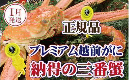 越前がに × 1杯（三番蟹）桐箱入り！納得のプレミアム越前がに【雄 ズワイガニ かに カニ 蟹 姿 生 ボイル 冷蔵 福井県】【1月発送分】【生でお届け】希望日指定可 備考欄に希望日をご記入ください [e37-x008_01a]