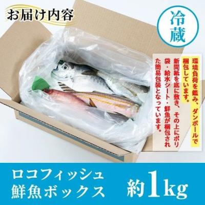 ふるさと納税 肝付町  漁師厳選!ロコフィッシュ(地魚) 下処理済 鮮魚 ボックス(約1kg)　P78001 |  | 03