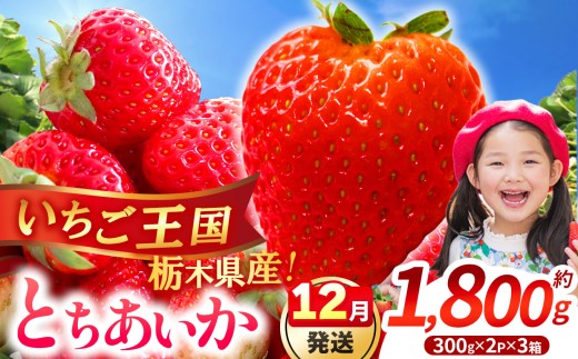 【先行予約】【期間限定】那珂川町産とちあいか 12月発送分 約300g×2×3 | いちご とちあいか ジューシー フルーティー 大きい 新鮮 甘い 美味しい 果物 共通返礼品 フルーツ デザート 栃木県 那珂川町 送料無料