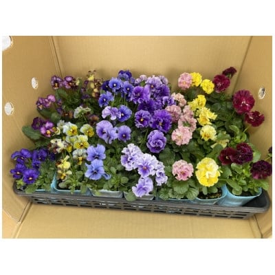 
                  オリジナルビオラおまかせアソート〈プレミアム28鉢〉【1485695】
                