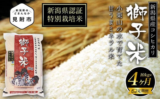 
新潟 特別栽培米 令和5年産 コシヒカリ 「獅子米」 精米 20kg ( 5kg×4カ月 ）定期便 精米 したてを お届け 新潟 のど真ん中 見附市 こしひかり 米 お米 白米 国産 ごはん ご飯 県認証米 安心安全
