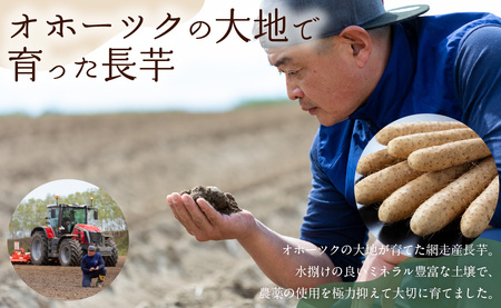 長芋 10kg ABBX003