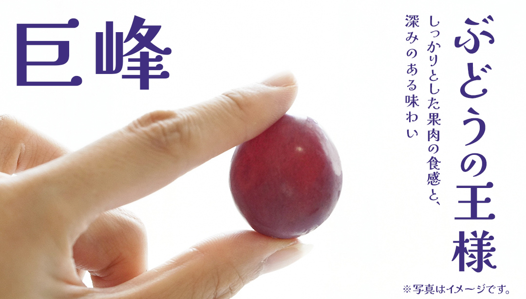 巨峰 5kg (7～9房) 【2026年7月上旬発送開始】(茨城県共通返礼品：大子町) ぶどう 葡萄 ブドウ フルーツ 果物 スイーツ
