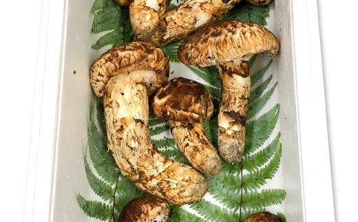 今が旬！松茸　200g【先行予約 野菜 きのこ キノコ 松茸 まつたけ マツタケ 200g 旬 高級 貴重 松茸ご飯 焼き松茸 土瓶蒸し お吸い物 秋の味覚 贅沢 期間限定 季節限定 早期予約】