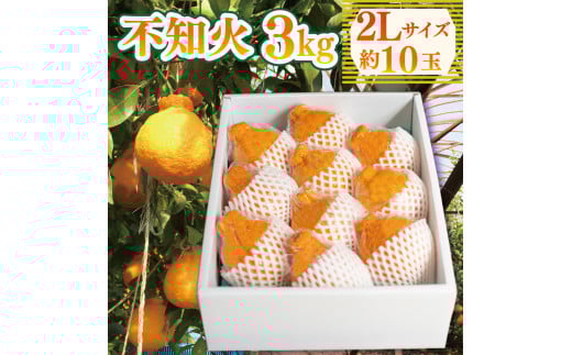 先行予約 不知火 約3kg 2Lサイズ 10玉 しらぬい みかん 蜜柑 果物 フルーツ 柑橘 オレンジ ゼリー ジュース アイス ケーキ デザート スイーツ ジャム 糖度 甘い ビタミン 美容 健康 送料無料 徳島県 阿波市 山中農園