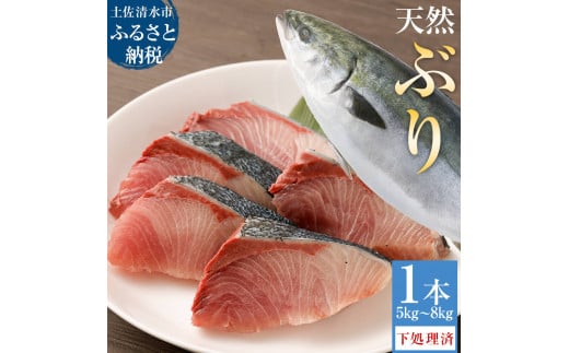 【令和８年３月発送】土佐清水産天然ぶり まるごと１本（5kg～8kg）鰤 ブリ 鮮魚 一匹 下処理あり（内臓除去済）【※着日指定不可※】ぶり大根 刺身 ぶりしゃぶ 天然【R00874】