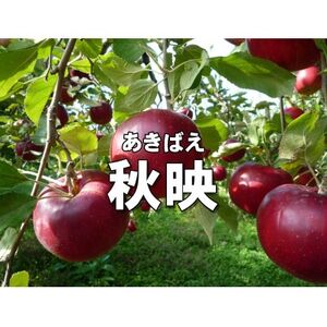 パリッとりんご!秋映 約5kg【1530794】