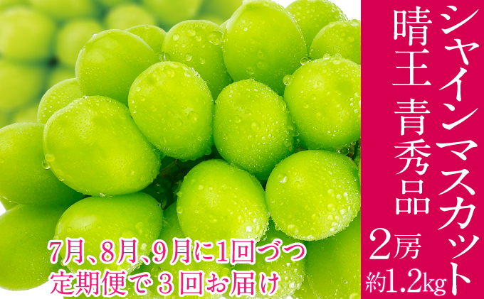 2026年予約受付中 シャインマスカット 晴王 7月8月9月に1回づつ出荷 3回 定期便 2房 約1.2kg  人気 岡山県産 種無し 皮ごと食べる みずみずしい  フレッシュ 晴れの国 おかやま 果物大国 ハレノフルーツ