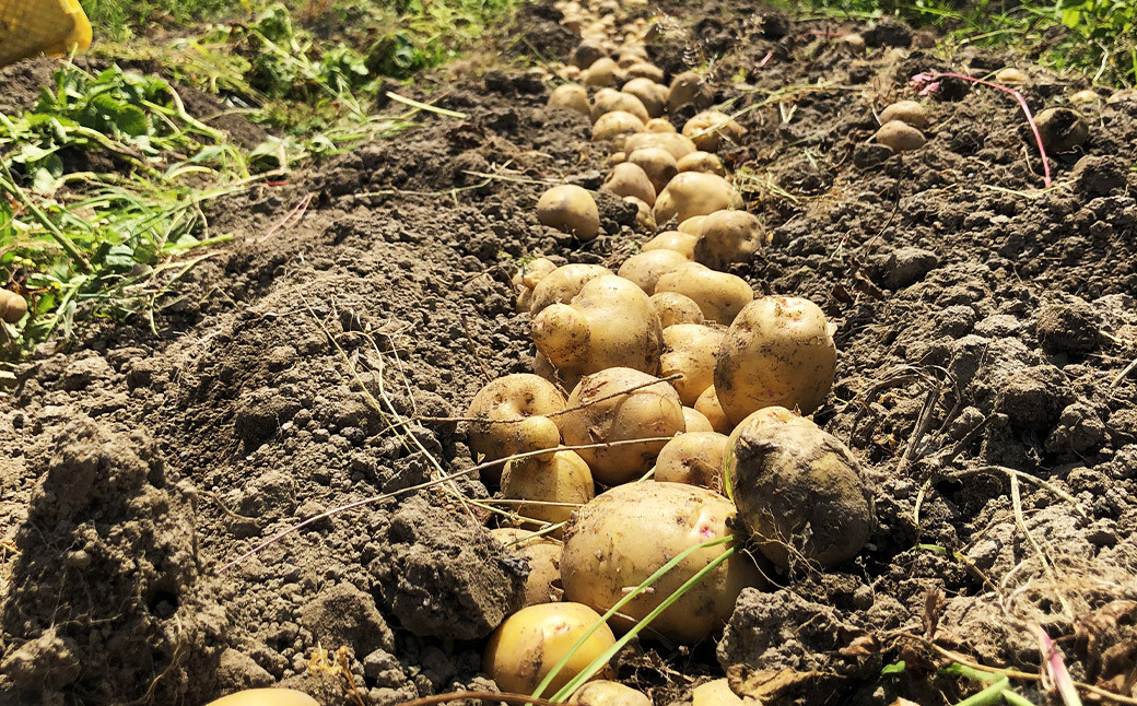 「元気になりたい人に届けたい」秋冬の野菜セット