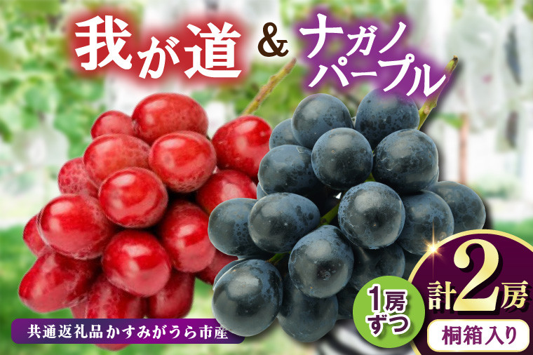 
            桐箱入りナガノパープル1房・我が道1房　県内共通返礼品:かすみがうら市産 (BR166)
          