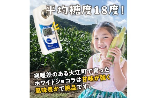 《先行受付》朝採りホワイトショコラ約3kg・A品L～3L・7～9本程度 【2026年9月上旬～発送予定】【山形とうもろこし】