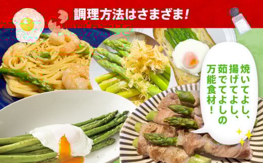 数量限定 先行予約 アスパラガス 春芽 LM 1.2kg 【2月～4月お届け】｜朝採り 朝採れ 直送 グリーンアスパラガス アスパラ