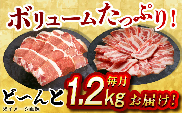 肉 豚 ぶた ブタ ロース バラ 豚バラ 焼肉 焼き肉 食べ比べ 西海市 長崎 九州 定期便